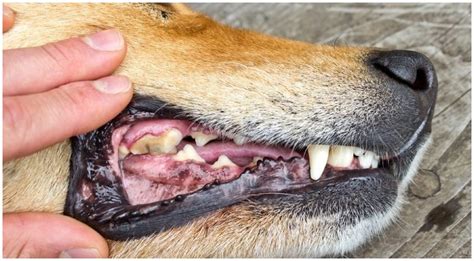Does My Dog Have A Tooth Abscess