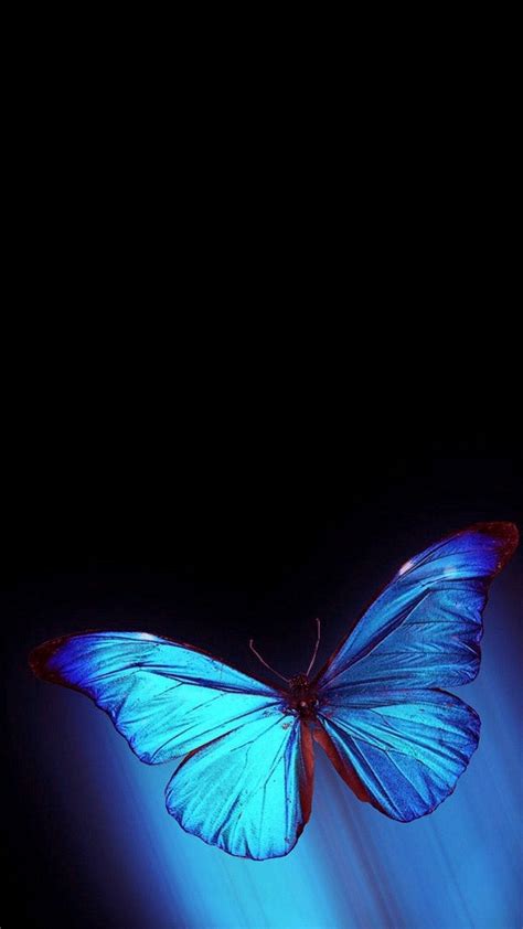 Download Cool Butterfly Iphone Background Wallpaper