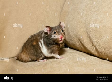 Playing With Hamster Hi Res Stock Photography And Images Alamy