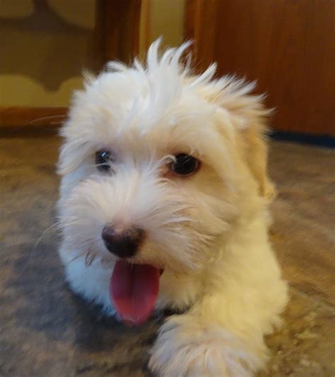 Havaton Puppies Coton De Tulear And Havanese Mix Puppies For Sale