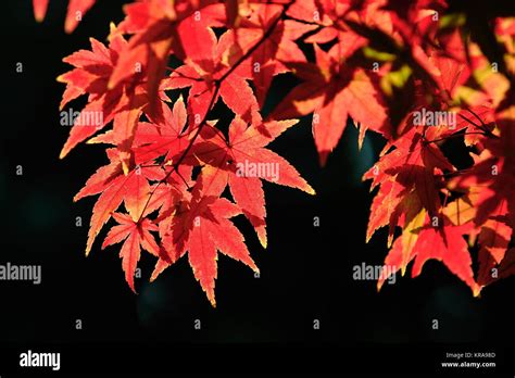 Plant Tree Maple Tree Leaf Stock Photo Alamy