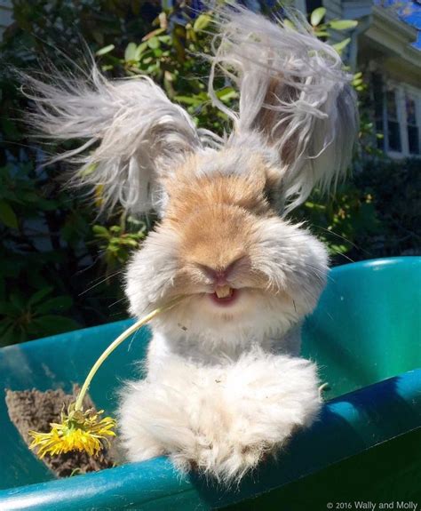 Wally Is The Extra Fluffy Bunny That Is Impossibly Cute