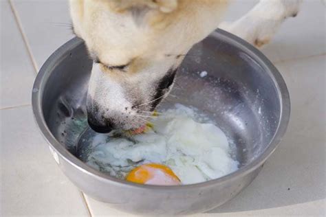 You should select a high quality dog food that contains the aafco (association of american. 12 Human Foods for Dog's Shiny Coat (With images) | Human ...