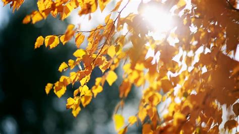 Shining Through Leaves Stock Footage Video Shutterstock