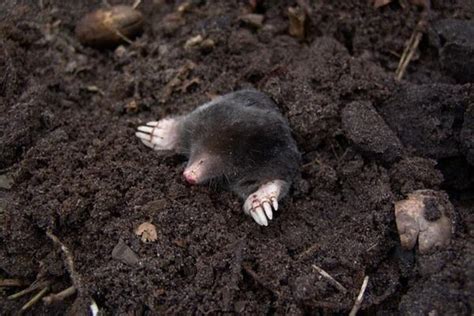 Mole Vs Shrew 11 Differences Wildlife Informer