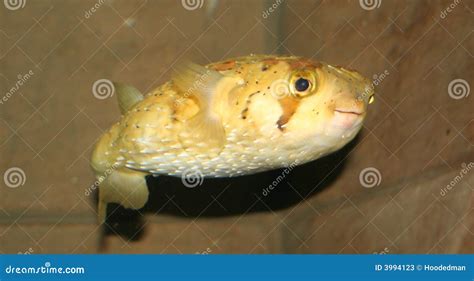 Puffer Fish Stock Image Image Of Tail Fins Smile Fish 3994123