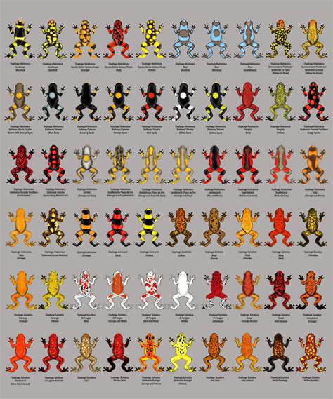 Color Patterns Of The Poison Dart Frogs Oophaga Histrionica Pixelsham