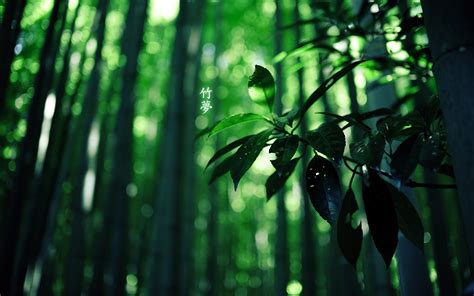 Wallpaper Plants Leaves Bamboo 2560x1600 Dasert 1212825 Hd
