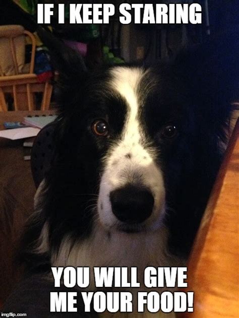 Border collie colors border collie pictures border collies border collie humor border collie training border collie puppies australian. Top 14 Border Collie Memes To Make You Laugh! | The Dogman