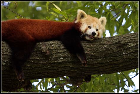 Pelé ~ Female Red Panda At The Memphis Zoo She Is 3 Years Flickr