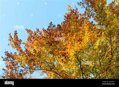 Colorful Autumn Foliage Of The Fagus Sylvatica European Beech Or