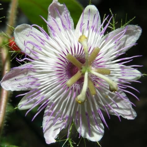 Passiflora Foetida Blooming Passion