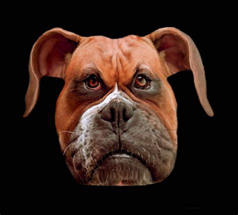 Free Photo Angry Dog Angry Dog Friend Free Download Jooinn