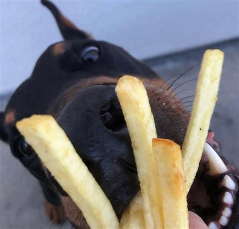 15 Cool Doberman Pinschers That Will Make You Happy And Make You Smile