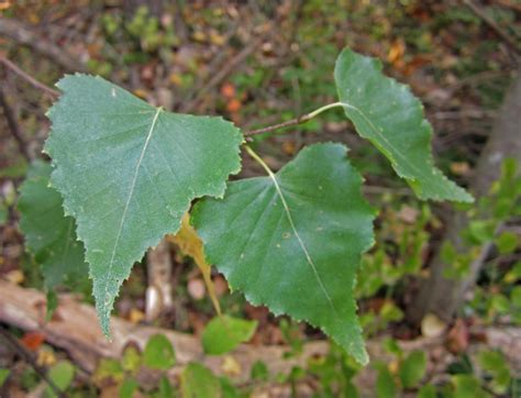 Gray Birch Glen Arboretum