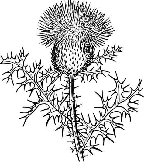 Pix For Scottish Thistle Clipart 꽃 선화 나뭇잎 그리기 아이디어