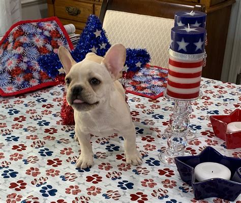 Happy 4th to all our furry friends... - Pet Nanny Pet Care | Facebook