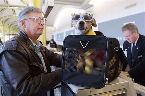 Even confirmed my dog was in cargo aboard for my peace of mind. Best pet-friendly airlines in the US