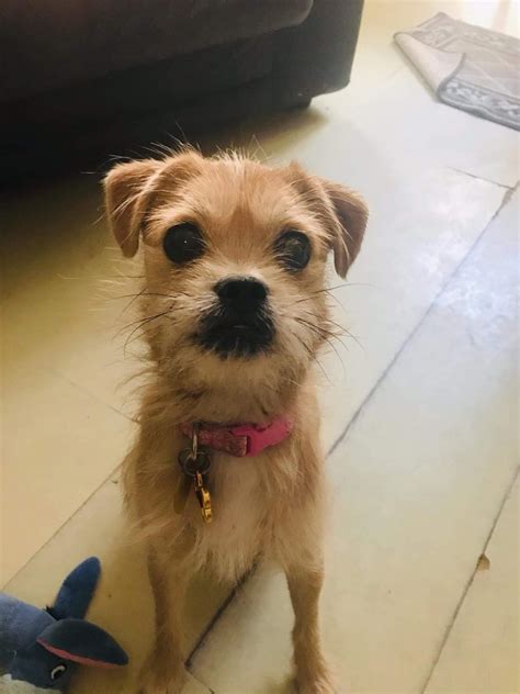 Adopted Greta 10 Month Old Border Terrier Mix Ottawa Dog Rescue
