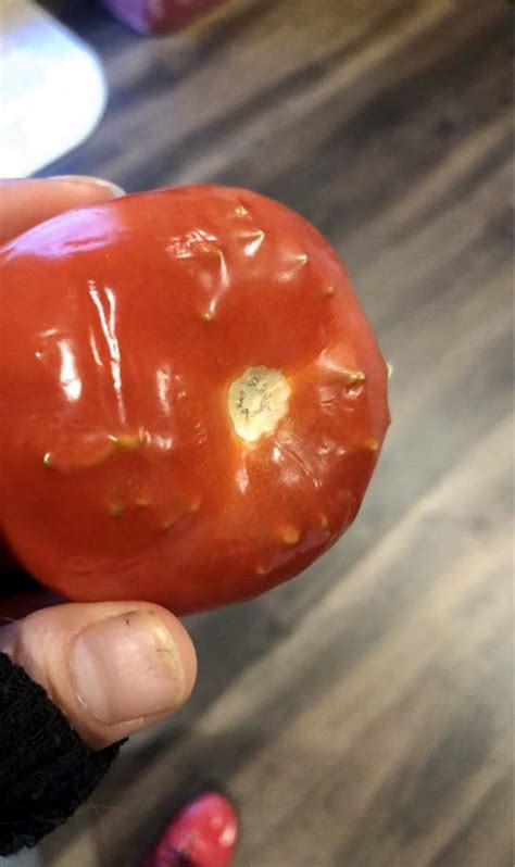 This Tomatoes Seeds Have Started Growing Inside Itself R