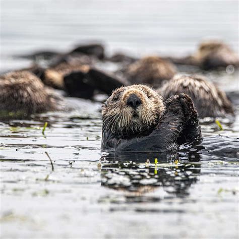 Sea Otter Awareness Week September 24 30 2023 National Today