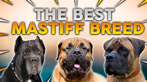 What Are The Different Mastiff Breeds Updated Guide