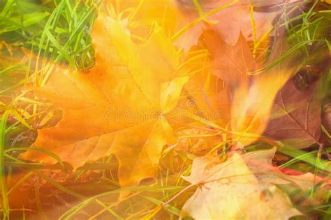 Abstract Autumn Background Blurred Fallen Colorful Autumn Leaf Of