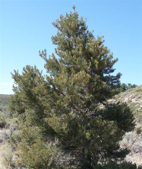 Pine Trees In Arizona Desert Serina Francisco