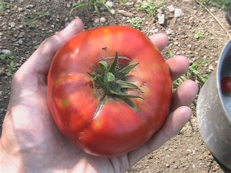 Picked First Steakhouse Tomato Erics Organic Gardening Blog