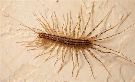 House Centipede Whats That Bug