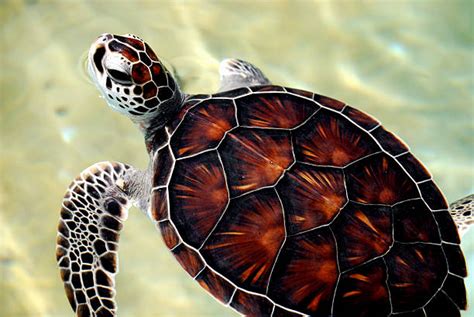 Best Swimming Green Sea Turtle From Above Stock Photos Pictures