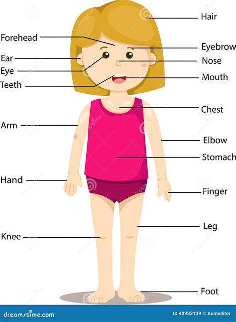 Human Female Body Parts Name Body Parts Internal Organs English 7esl