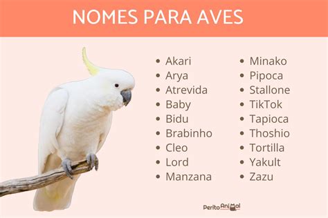 Nomes Para Aves Criativos Originais E Engra Ados