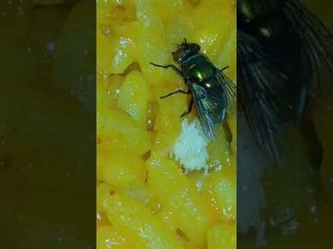 Lalat Bertelur Di Atas Makanan Youtube