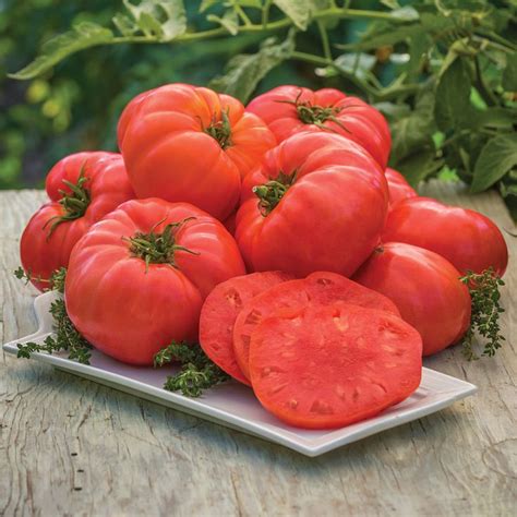 Ready To Try A New Beefsteak Tomato This Year That Will Grow In A