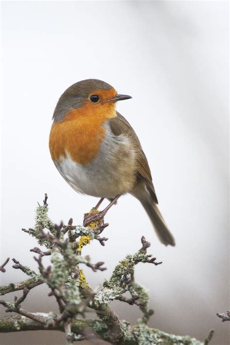 100 Best Robin Red Breast Images On Pinterest Birdhouses European