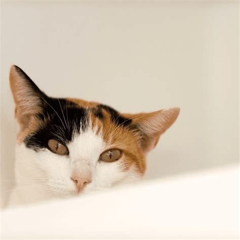 Everything You Need To Know About Calico Cats • Kritter Kommunity