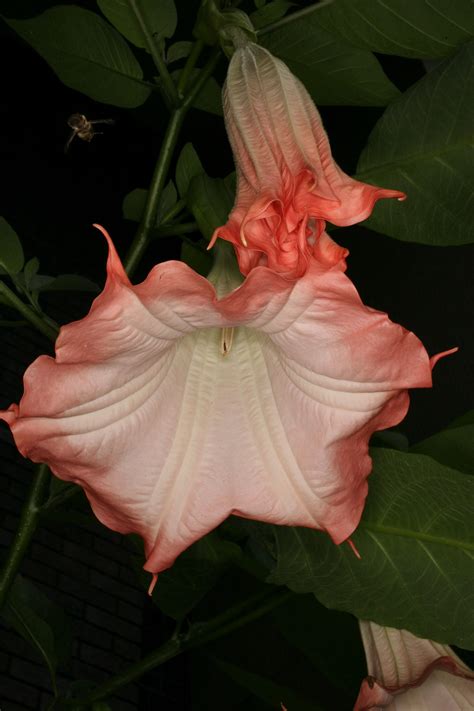 Brugmansia Suaveolens Pink Beauty Wellcome Collection