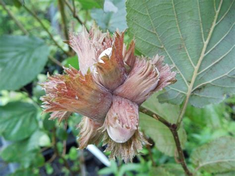 Wildobst Im Eigenen Garten Corylus Avellana Syrena Gro Fruchtige