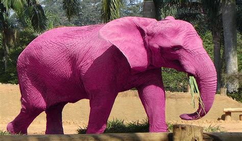 10 Animales Color Rosa Que Existen En El Mundo La Otra Cara