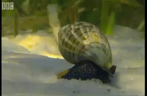 Beautiful Documentary About Giant Sea Snails