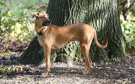 Black Mouth Cur The Complete Dog Breed Guide K9 Web