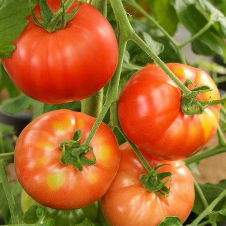 Plant de tomate greffée Corazon F Hauteur cm en pot de L
