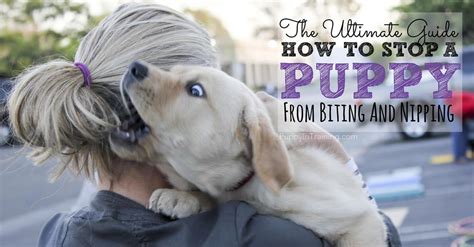And in 99 out of 100 cases, this is not a serious business, but one puppy out of 100 bites because something is wrong. The Ultimate Guide: How To Stop A Puppy From Biting And ...