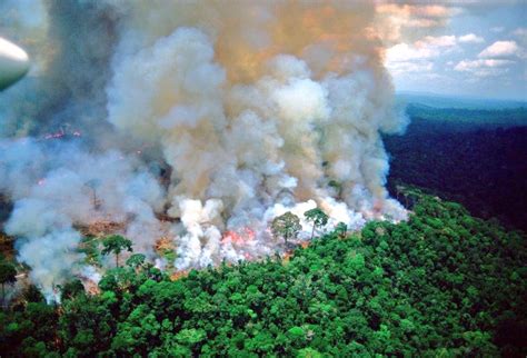 Homegrown Fire Prevention Could Save Amazon Rainforest — Institute Of The Environment And
