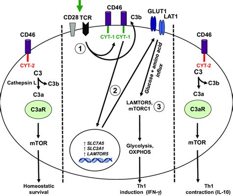 The Role Of C3 Activation Fragments In T Cell Homeostasis And In The