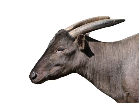 Hewan gajah termasuk binatang herbivora alias pemakan rumput. Gambar : putih, hewan, terpencil, margasatwa, liar, tanduk ...