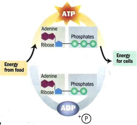 Where does photosynthesis take place in a plant. Cellular Respiration: Glycolysis, Pyruvate, Krebs ...