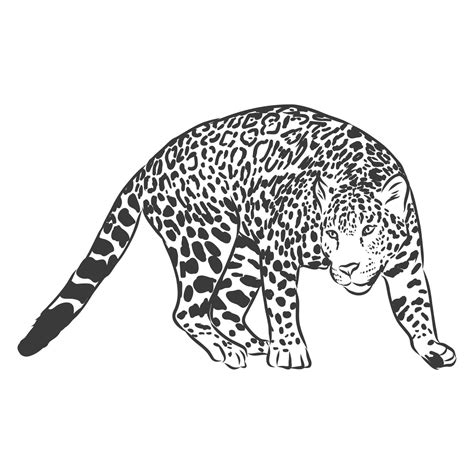 Jaguar Illustration De Croquis Dessinés à La Main Isolé Sur Fond Blanc