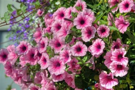 Canada ultimately offers plenty of options for creating a diverse and lush garden. Petunias plants perform equally well in small spaces ...